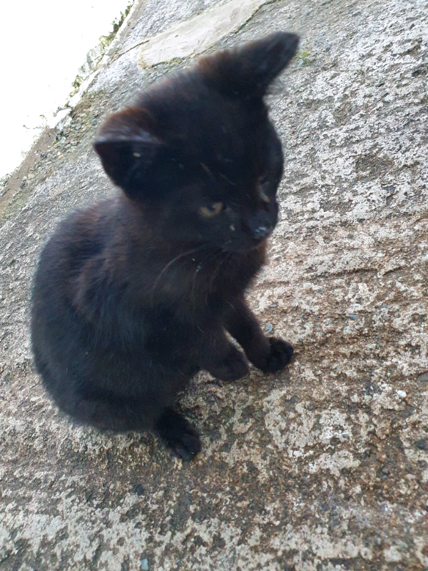 4 month old black kitten